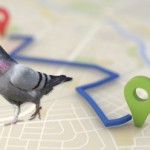 seo pigeon feature
