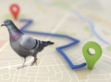 seo pigeon feature